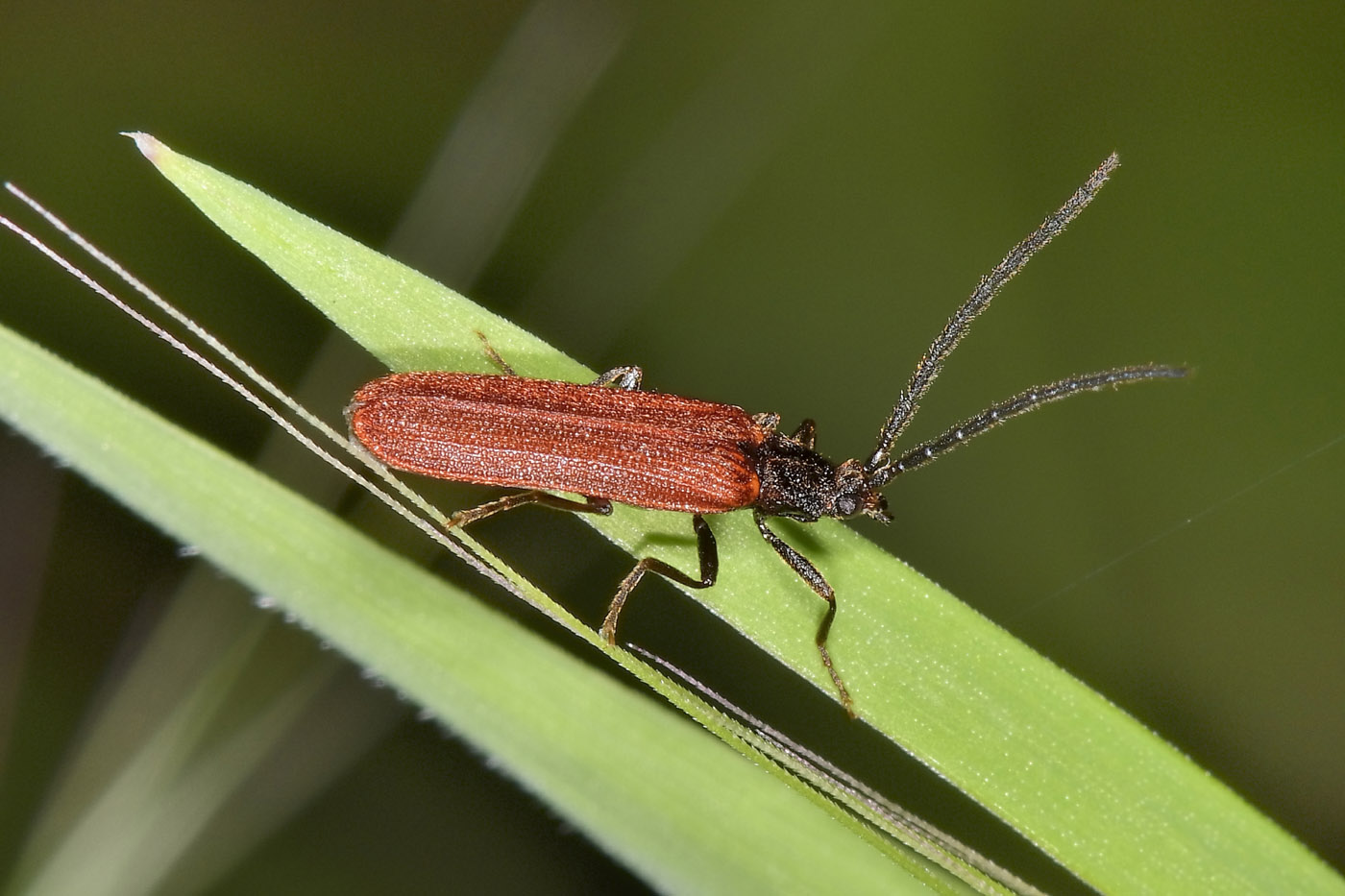 Omalisidae da confermare